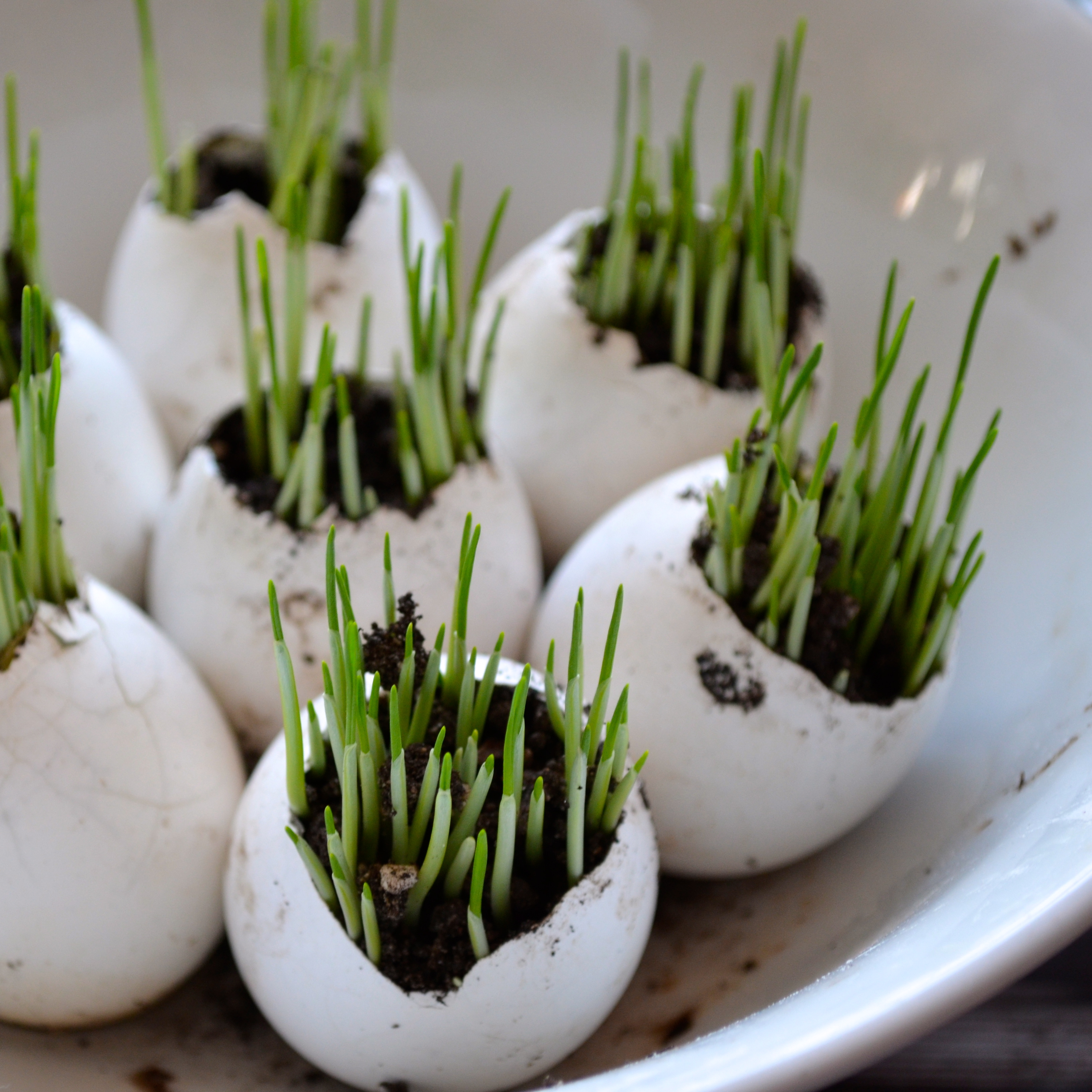 growing wheatgrass via the Path Less Traveled