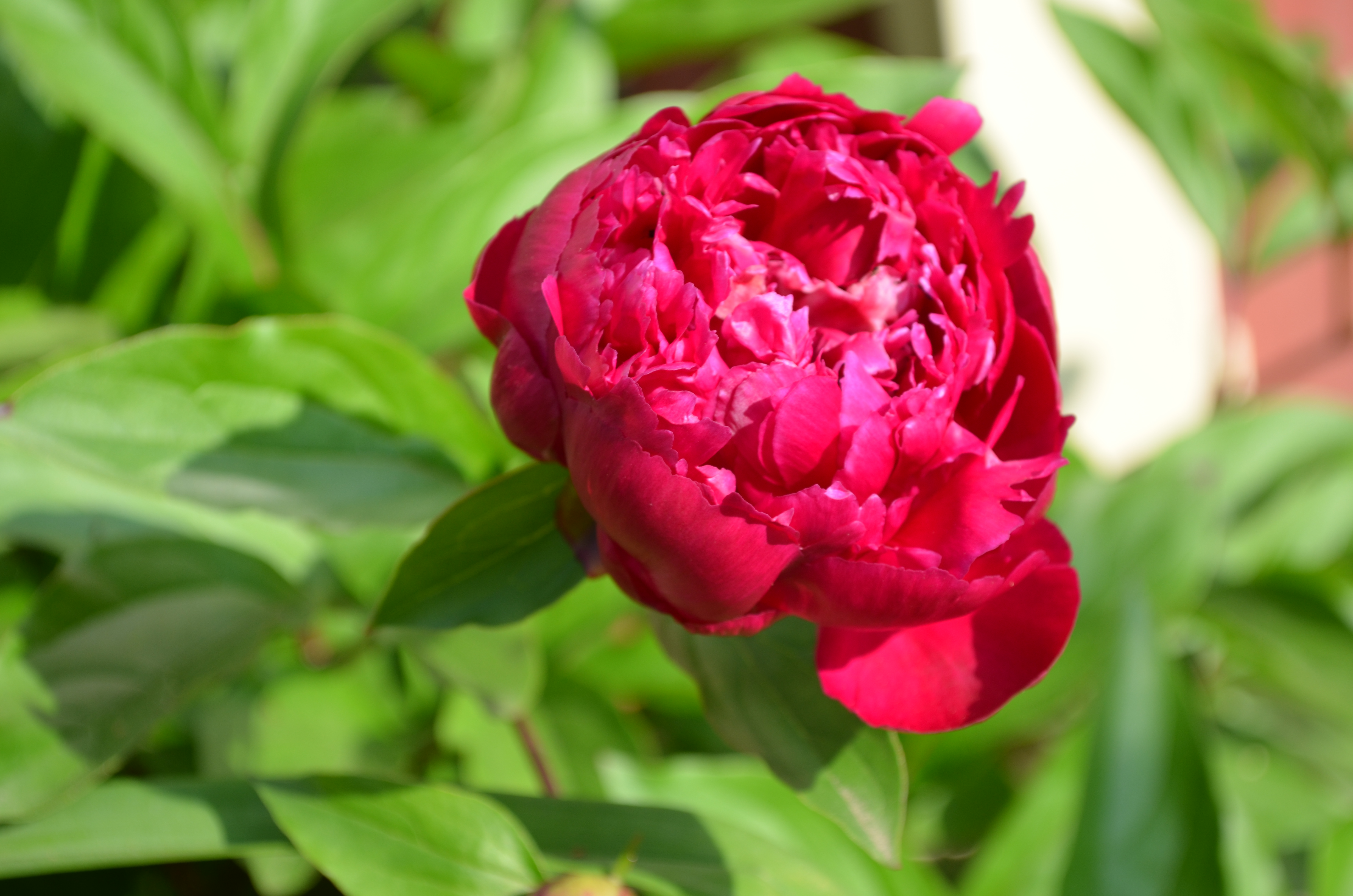 peony from the Path Less Traveled